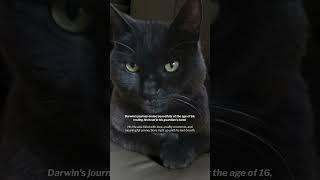 Here's How Holistic Care Helped Transform Darwin the Cat’s Final Years