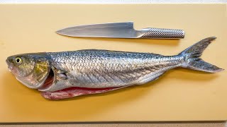 Filleting Australian Salmon for Ceviche