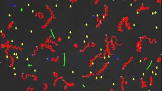 Japanese Oyster Sperm Sample