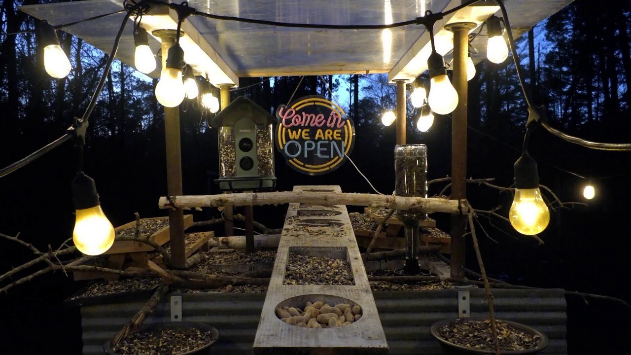 🔴 LIVE – Cozy Backyard Bird Feeder Stream 🕊️🌿✨