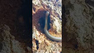 Download Lagu Kayu berlubang karena dimakan luwing #kakiseribu #shorts MP3