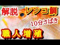レンコ鯛さばき方丁寧に解説　連子鯛レシピ刺身にしたい方は是非
