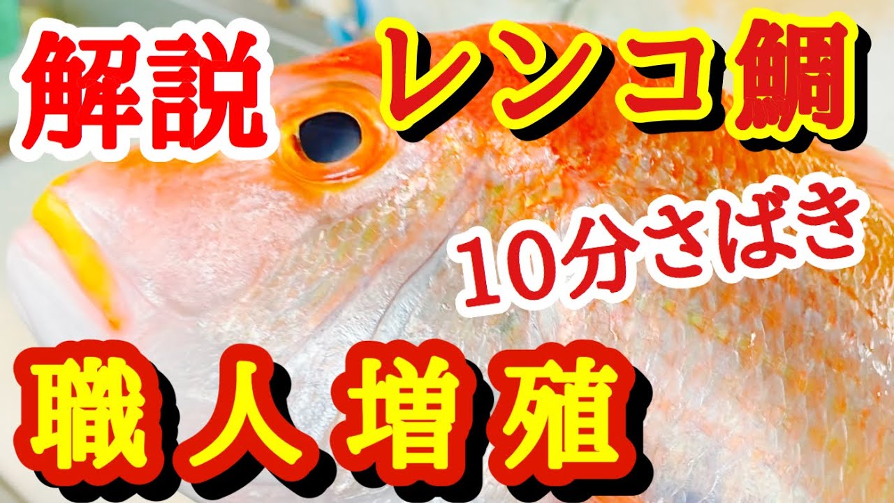 レンコ鯛さばき方丁寧に解説 連子鯛レシピ刺身にしたい方は是非 Youtube