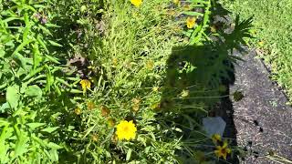 IMG 4363