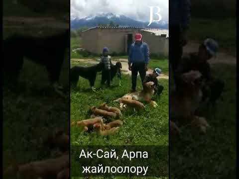 Video: Аңчылык үчүн кайсы каштан?