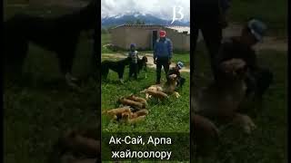 Карышкырга аңчылык //  Ат-Башы, Аксай, Арпа