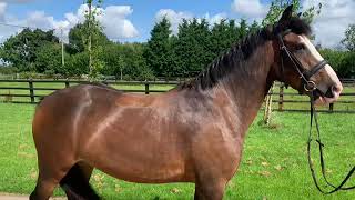 Ad ref 235163