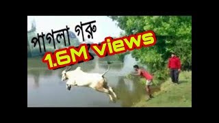 Bangla funny video 2017-- pagla goru khepecha