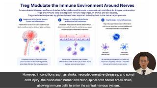 ④ About Regulatory T Cells