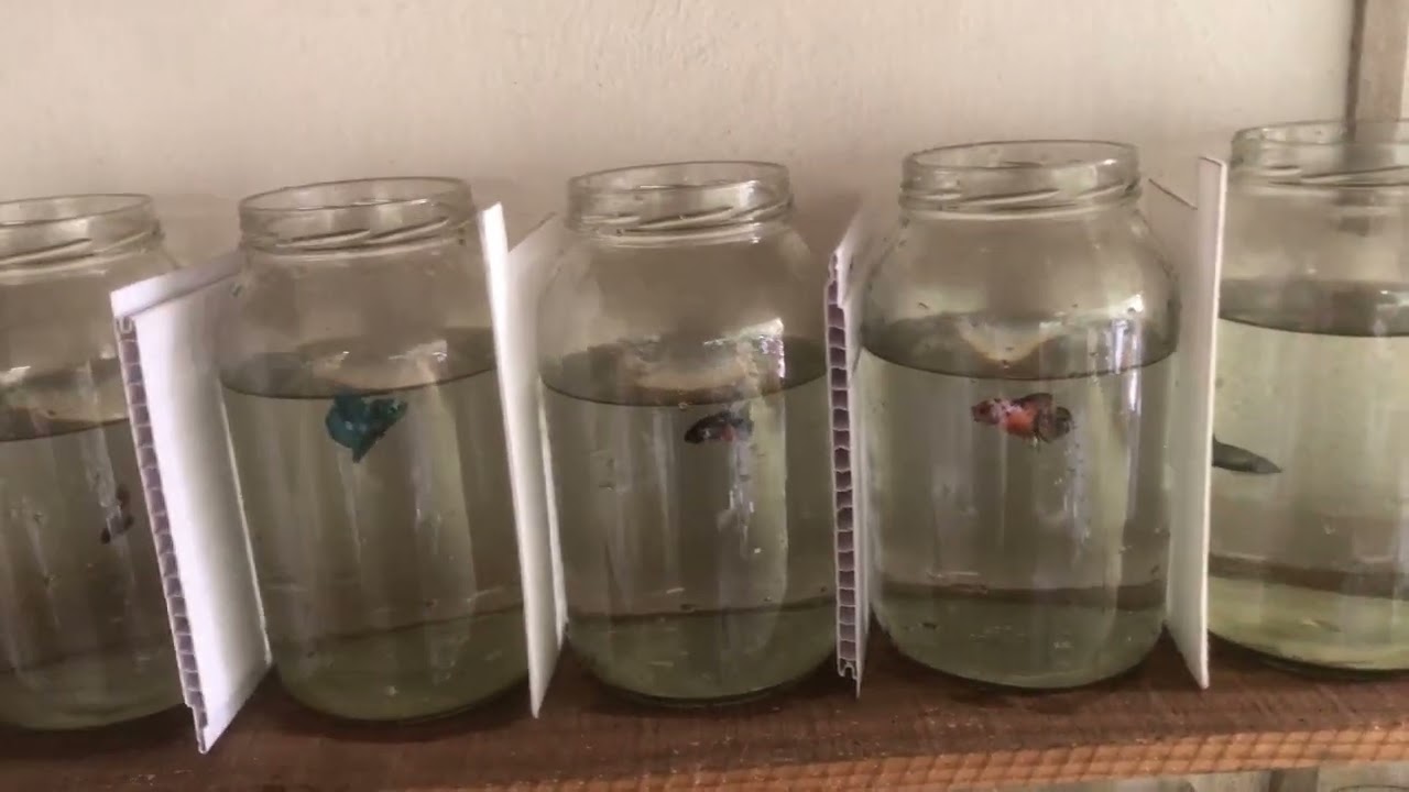 Como trocar a água dos bettas em dia de frio