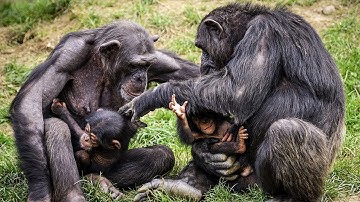 Chimps VS Humans: Social Behaviors | Love Nature