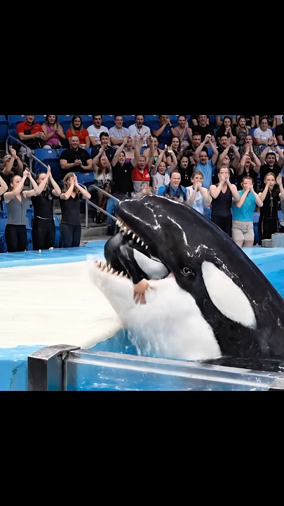 Detik Detik Jessica Radcliffe Dimakan Ikan Paus Orca