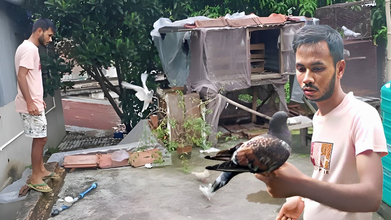 মামা নতুন পায়রা নিয়ে আসলো |Rishis pigeons | pigeonlover| new pigeons