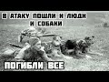 Когда закончились боеприпасы, пошли люди и собаки. Зеленая Брама Погибли все @Великая Отечественная