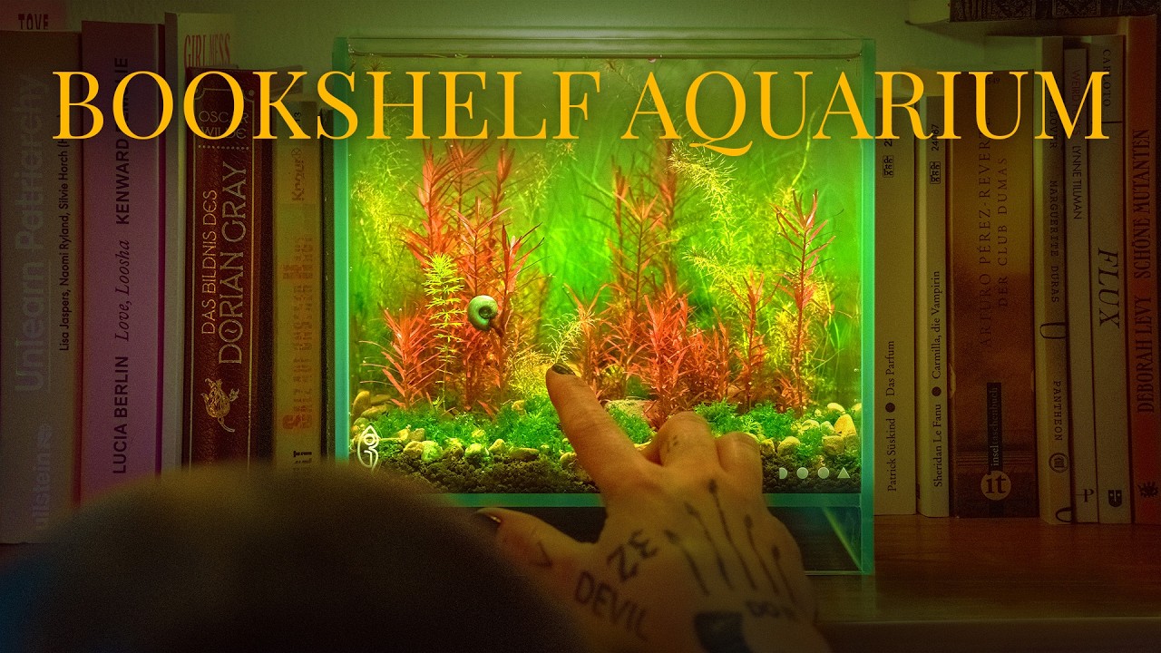 No Filter Nano Aquarium in a Bookshelf (20×20×20) - YouTube