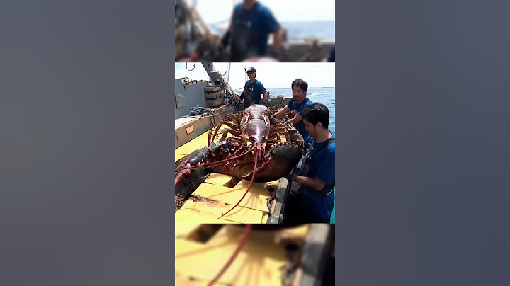 huge lobster caught today #ytshorts #amazing #deepsea #ocean #lobster #fishing #ai #pacific
