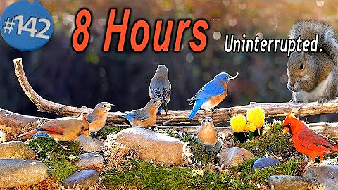 TV for Cats 😻8 Hours of Uninterrupted Birds 🐦 and Squirrels NoAds  CatTV