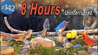 TV for Cats 😻8 Hours of Uninterrupted Birds 🐦 and Squirrels NoAds  CatTV by LensMyth 79,842 views 2 months ago 8 hours