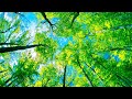 Soothing Stress Relief Music With Beautiful Nature 🍀 Stop Anxiety, Depression &amp; Bad Vibes