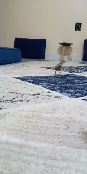 lovebirds in love with peekos flying