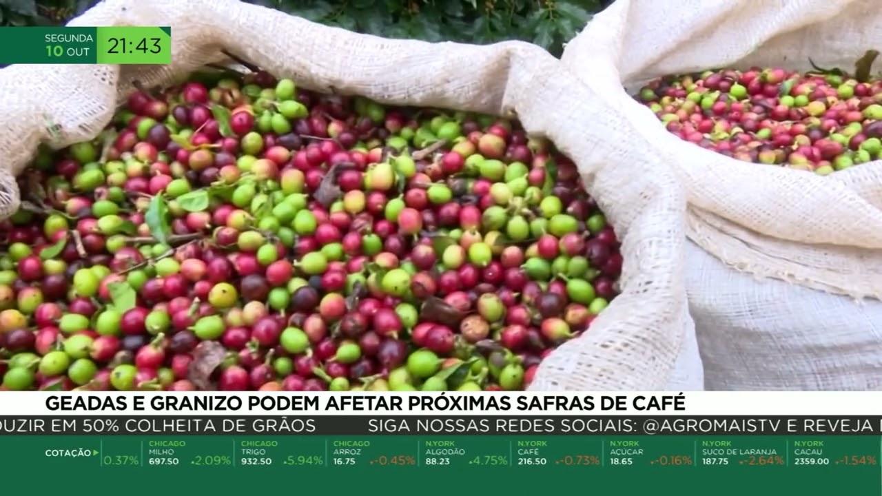 Geadas e granizo podem afetar próximas safras de café