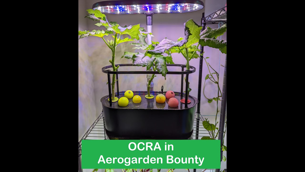 !FLOP! Okra in Aerogarden Bounty Basic Hydroponics, Heavy Hitter, lady's fingers YouTube
