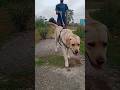 #dog #shorts