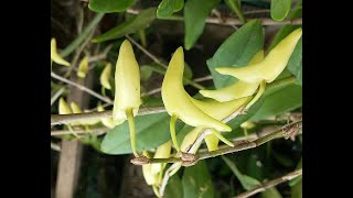 Orchid's Buds similar to dove - Pigeon orchid - Dendrobium crumenatum