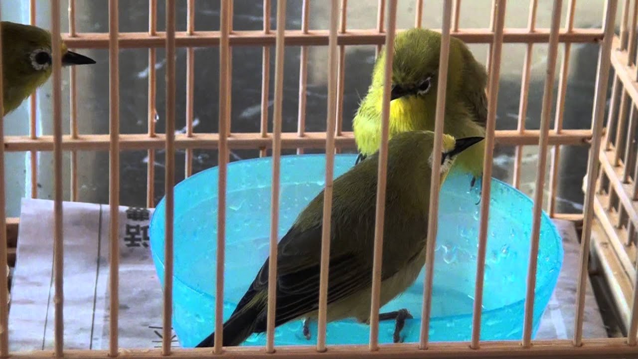 camera iphone 8 plus apk Taking bath of yellow white eye (Zosterops)
