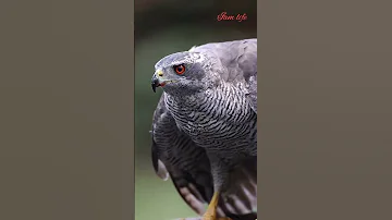 الصقر الأبيض شاهين في حالة ترقب وهو من أقوى واشرس الصقور سبحان الله وبحمده سبحان الله العظيم 