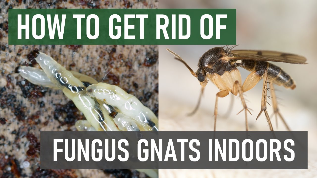 How to really, truly, finally get rid of fungus gnats for good: We asked  the pros, Lifestyle
