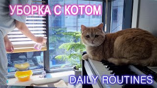 Кот и уборка | Сортировка мусора | Daily routines in Korea