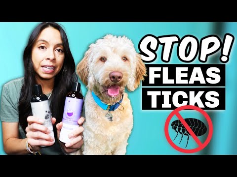 Video: Užitečné rady pro koupání blechového psa