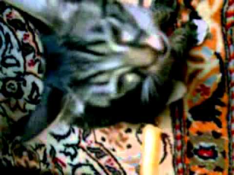 Pofak Khordane Doris Flv