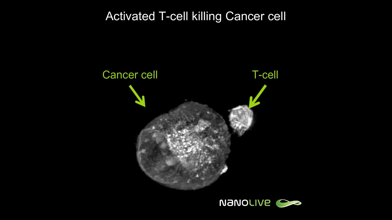 Label Free Live Cell Imaging Activated T Killing Cancer