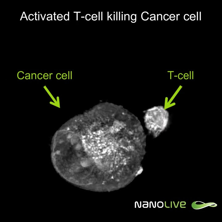 Label-free Live Cell Imaging: Activated T-Cell Killing Cancer Cell
