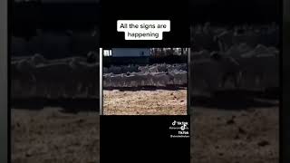 animals walking in circles what s going on
