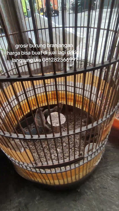 Branjangan harga grosir lebih murah #branjangan #shorts