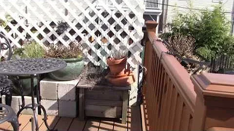 squirrel eviction spring 2020