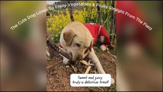 The Cute Dog Loves To Enjoy Vegetables & Fruits Straight From The Field