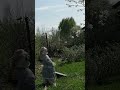 Котики любят ходить в деревню)) #лесной #nature #cat