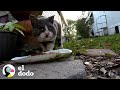 Gato callejero pasa de vivir en la calle a acurrucarse con su nuevo hermano | El Dodo