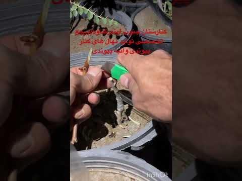 آموزش پیوند دوپایه یک نهال با دوتا تنه و ریشه کنارستان جنوب سورنا خرمی بندرگناوه