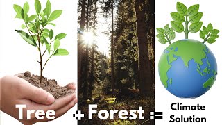Agroforestry Explained: Farming for the Future 🌱