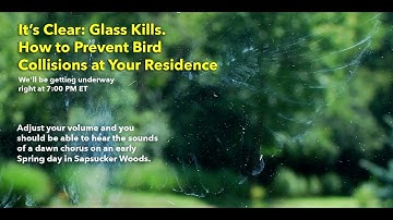 It’s Clear—Glass Kills. How to Prevent Bird Collisions at Your Home