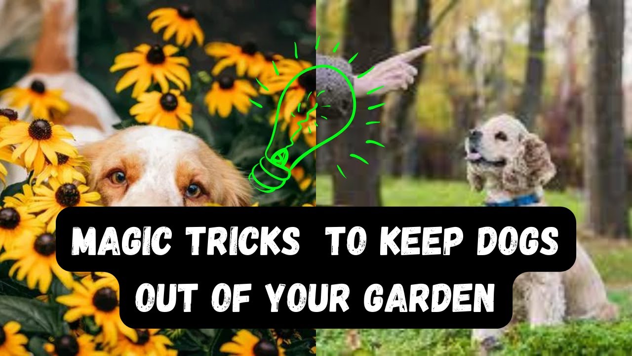 How to Keep Dogs out of your Garden - YouTube