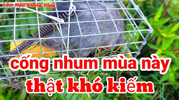 Bẫy chuột #38, Chuột cống nhum càng ngày càng khó kiếm #Lâm Hậu Giang Vlog