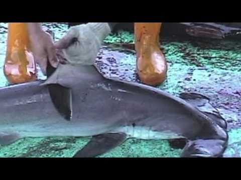Video: Chineză în Stew Peste California Shark Fin Threat