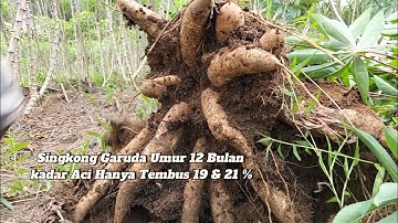Panen singkong Garuda umur 12 Bulan, Tapi kadar Aci nya hanya tembus 19 - 21%