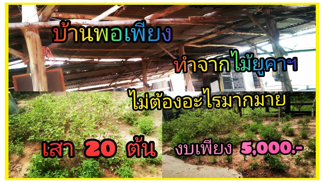 กระท่อม ไม้ ยู คา  New 2022  #บ้านพอเพียง#บ้านทำจากไม้ยูคา#ในงบเพียง5พันบาท#เสา20ต้น#กว้างมากๆ#บุหงาพาเพลิน